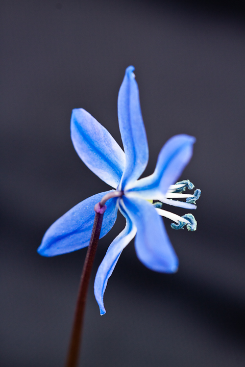 Unknown Wildflower