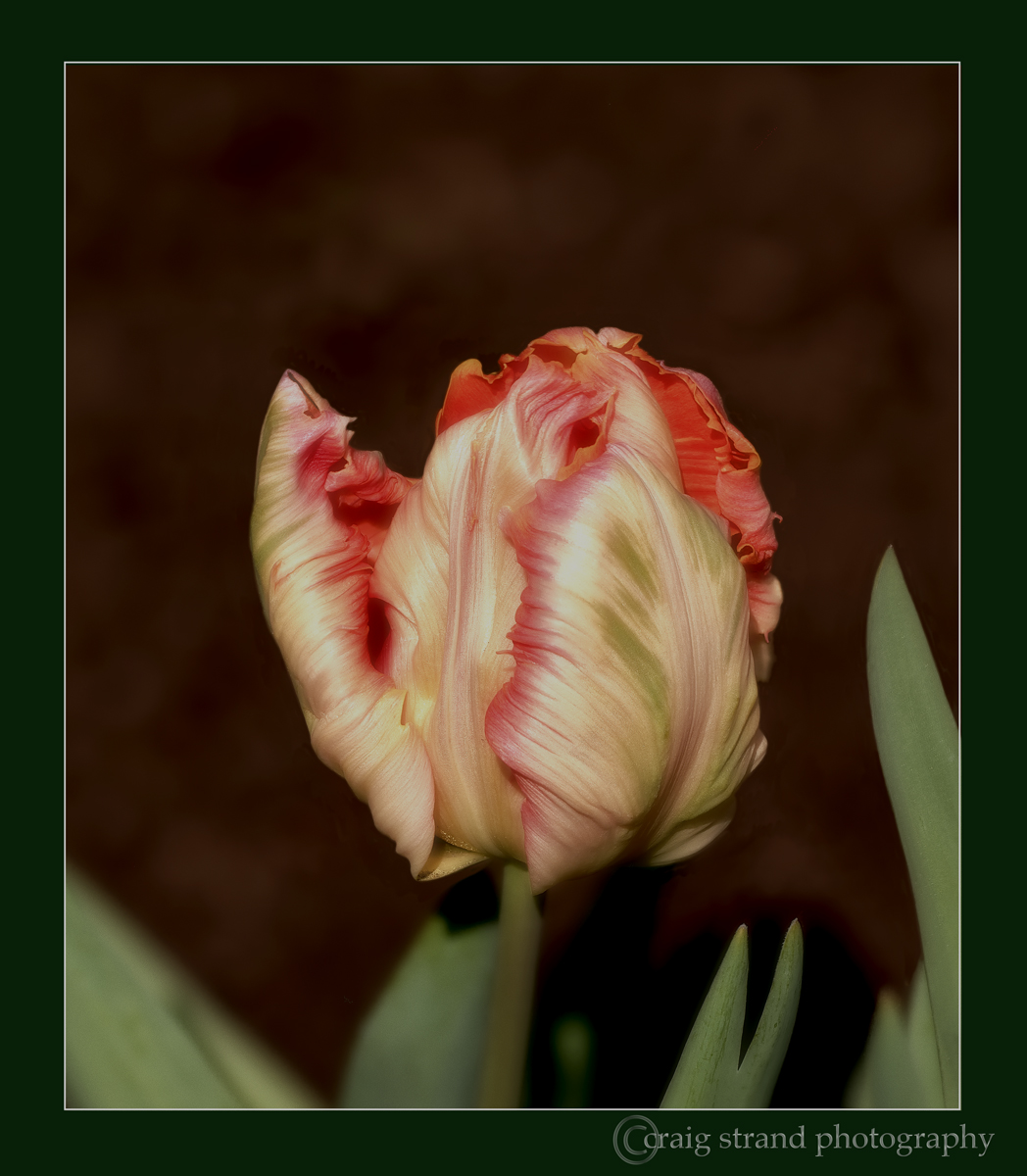 Parrot Tulip