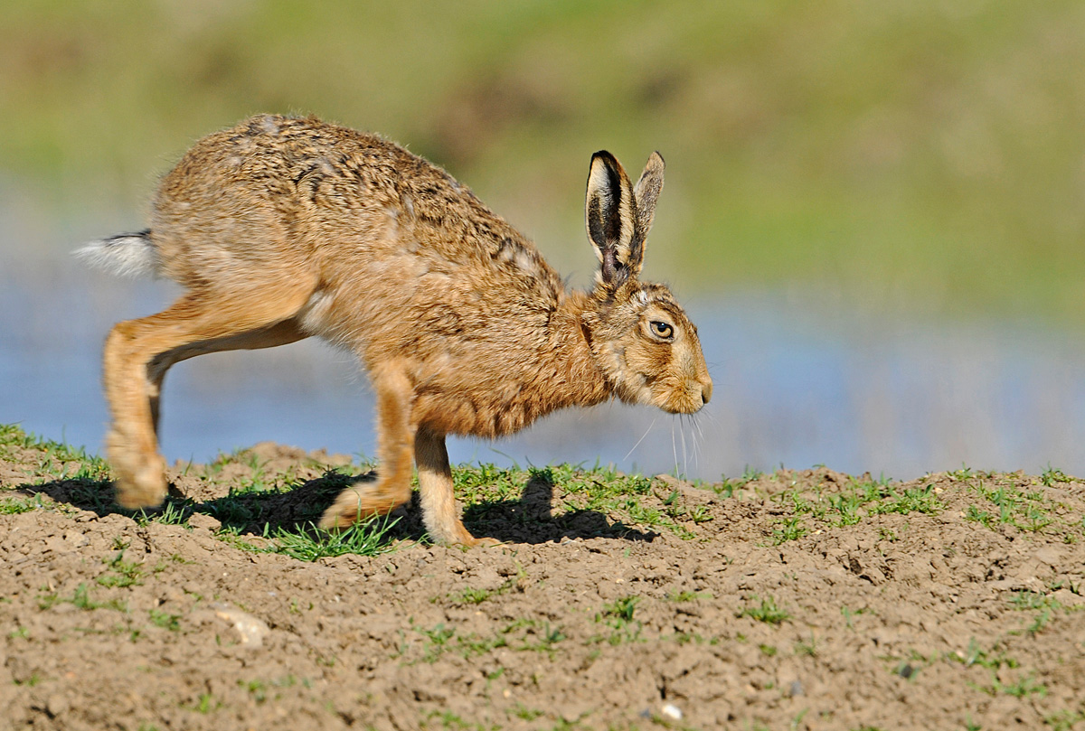 Brown hare