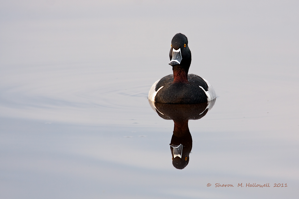 Drake Ring-necked Duck 