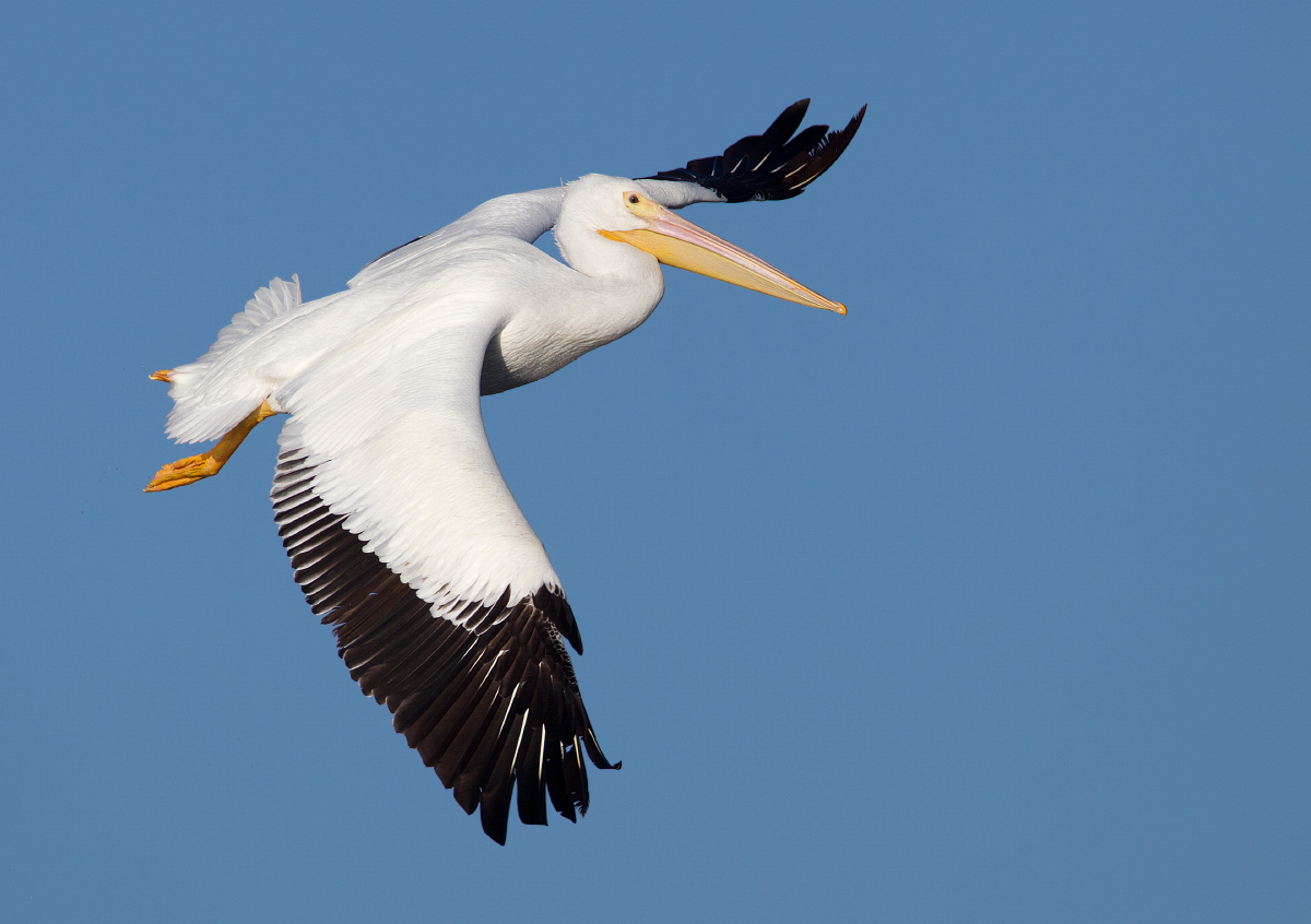 American white pelican