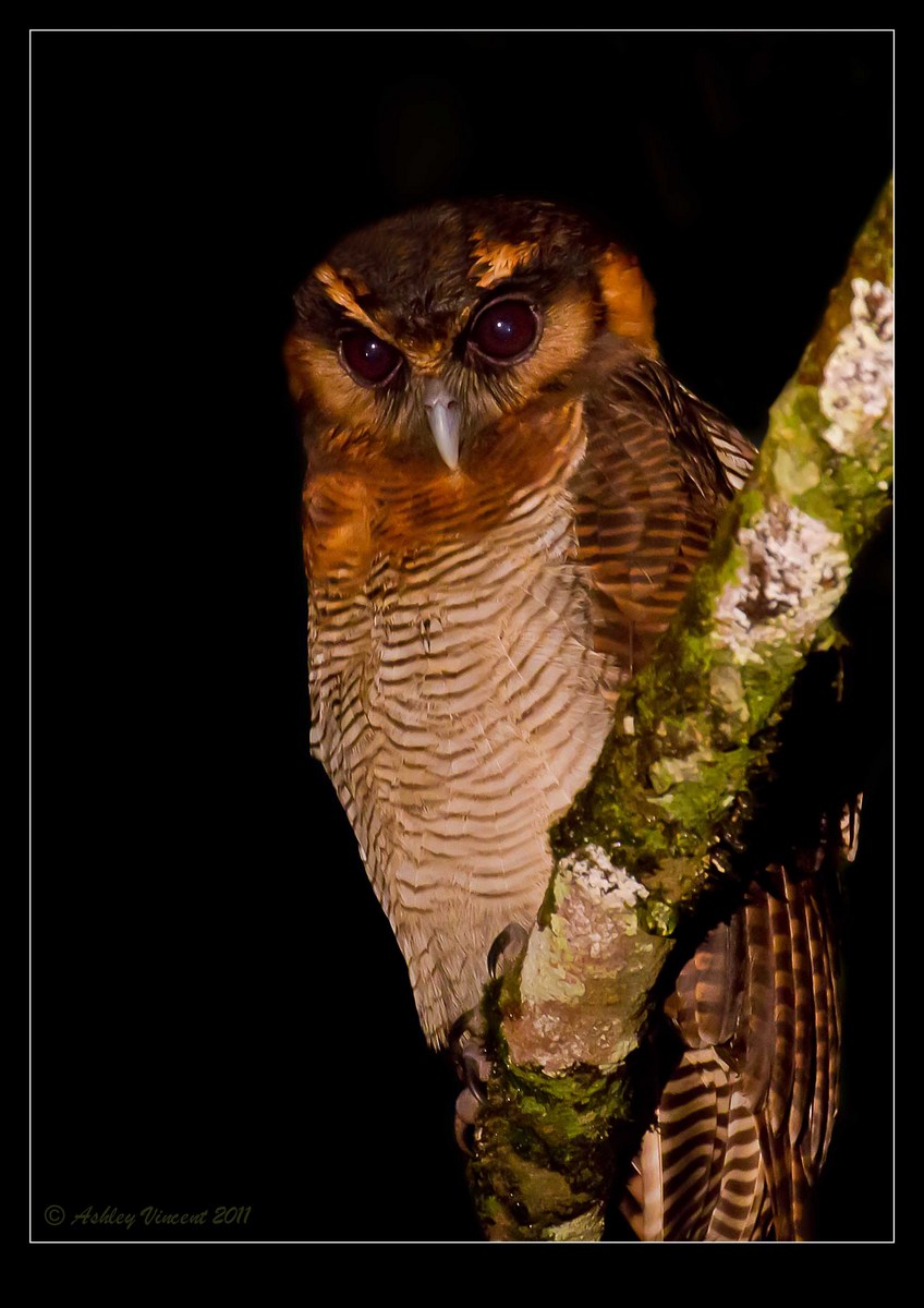 Brown Wood-Owl