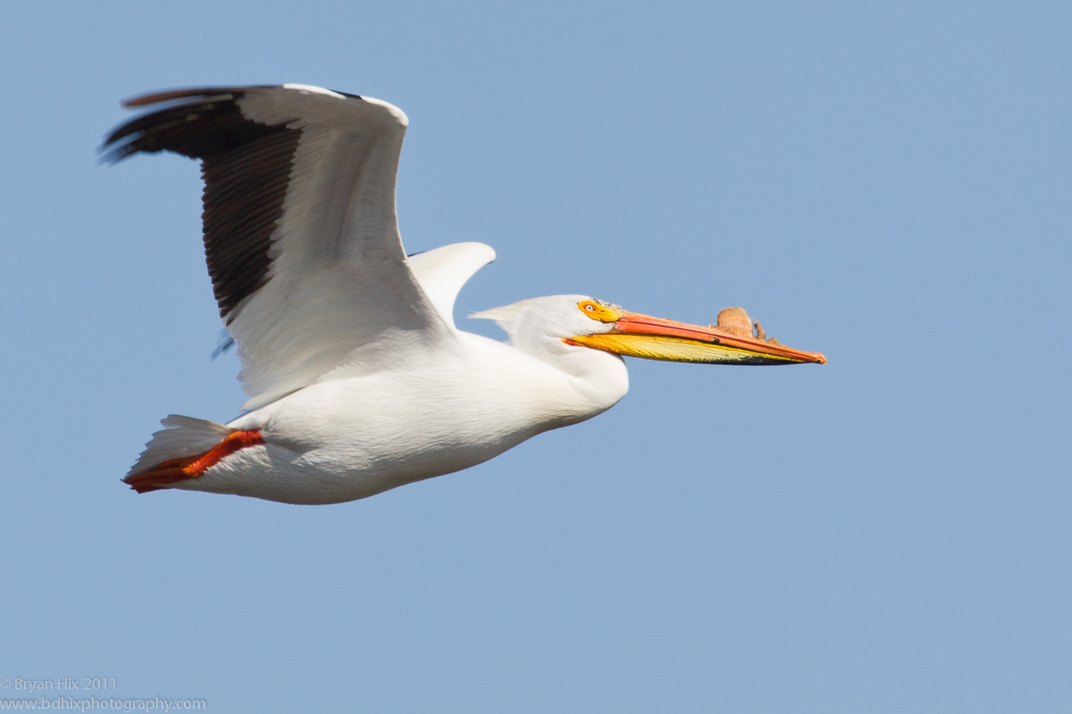Amer. White Pelican