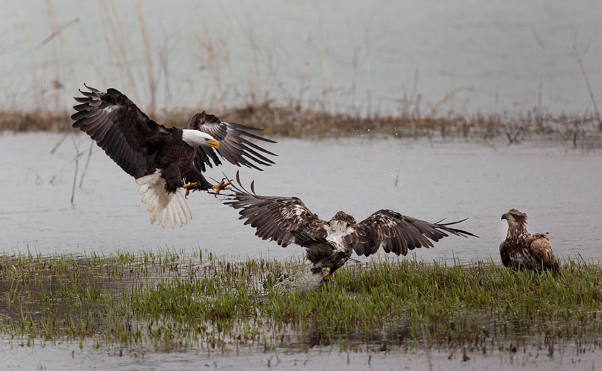 3 Eagles, 1 Fish
