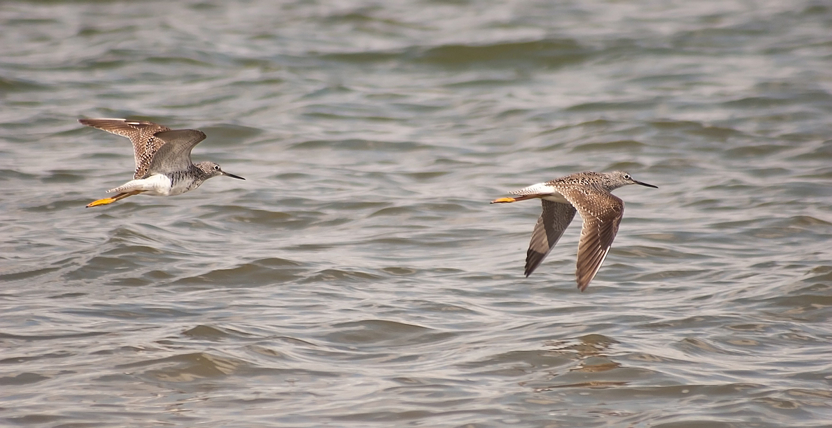 Lesser Yellowlegs