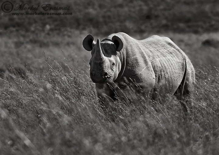The Black Rhino