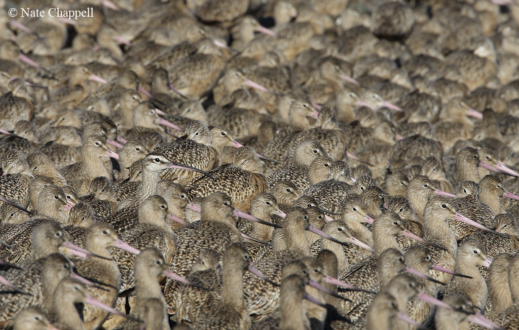Whimbrel with Godwits