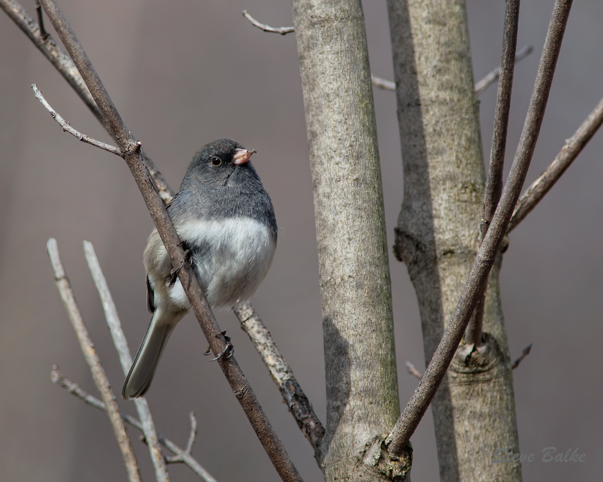  Junco+Repost
