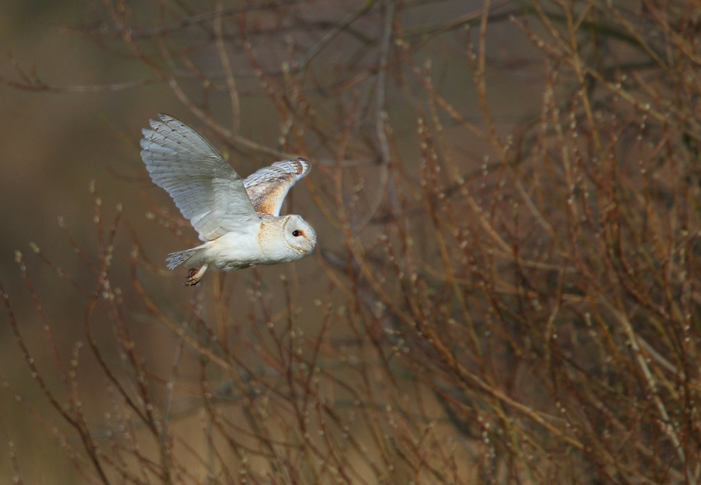 Barn Owl