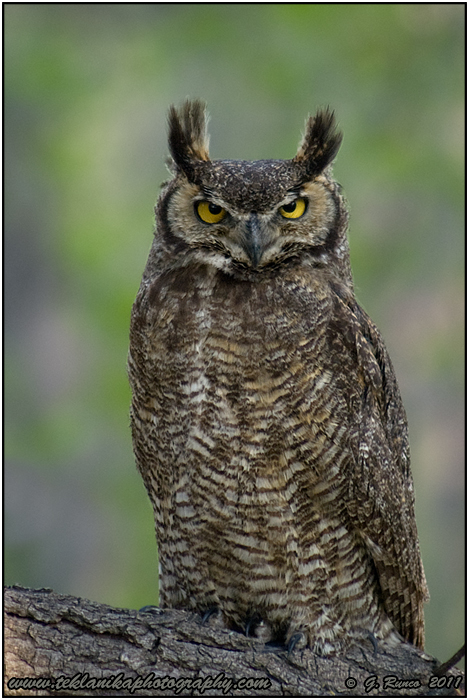 Great Horned w/ REPOST