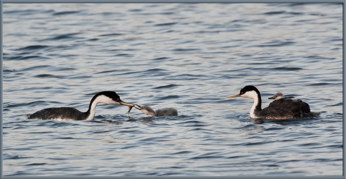 Grebe family