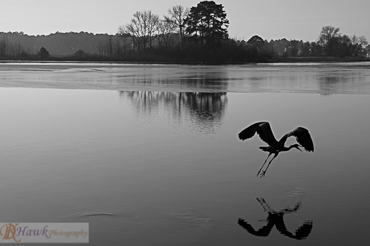 Heron in Early Morning