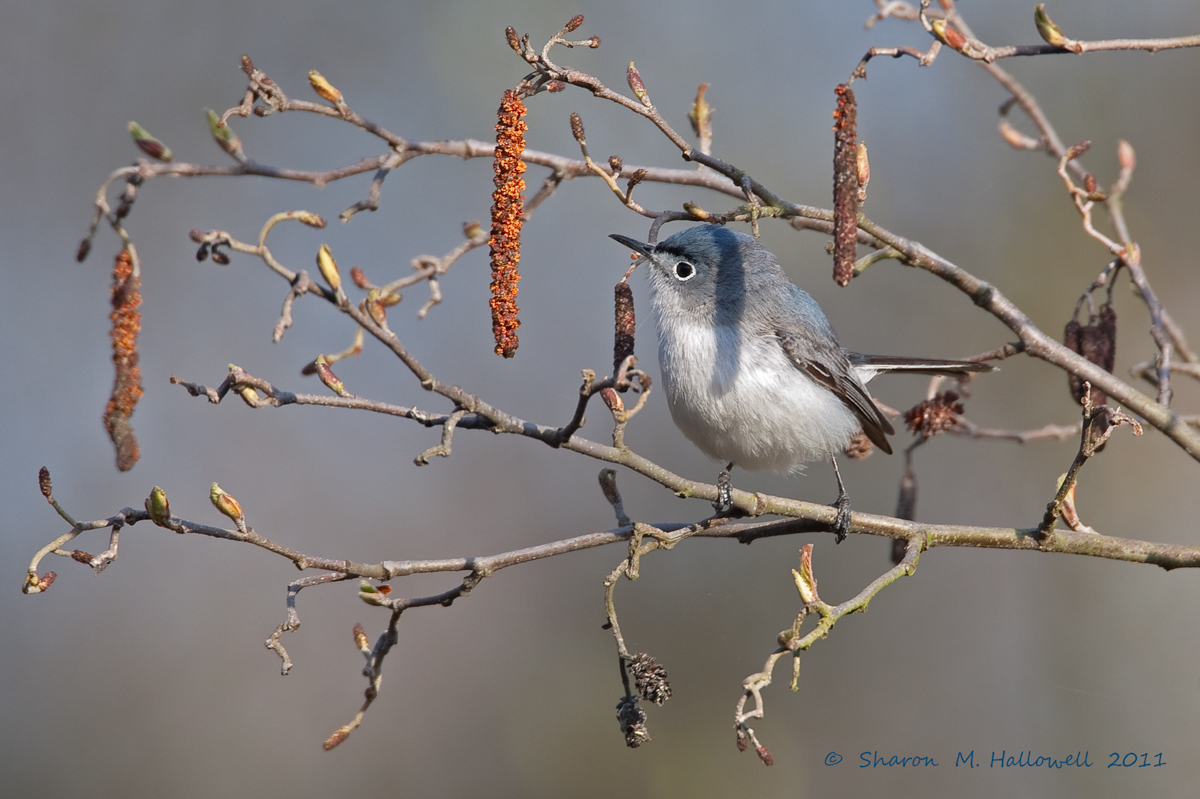 BG Gnatcatcher