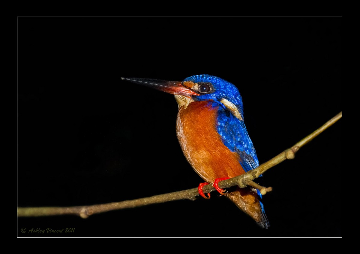 Blue-Eared Kingfisher