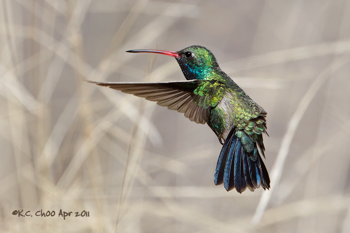 Broad-billed Hummingbird