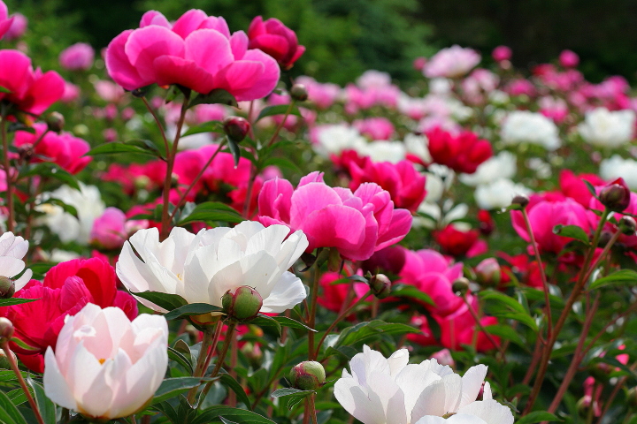 Field of Peonies