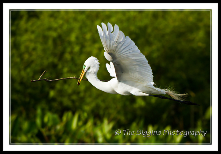 Great White Egret 