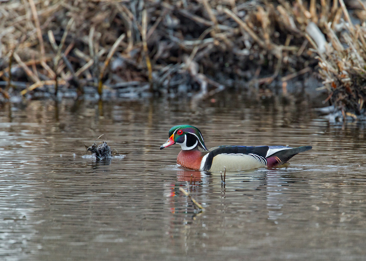 My 1ST Wood Duck