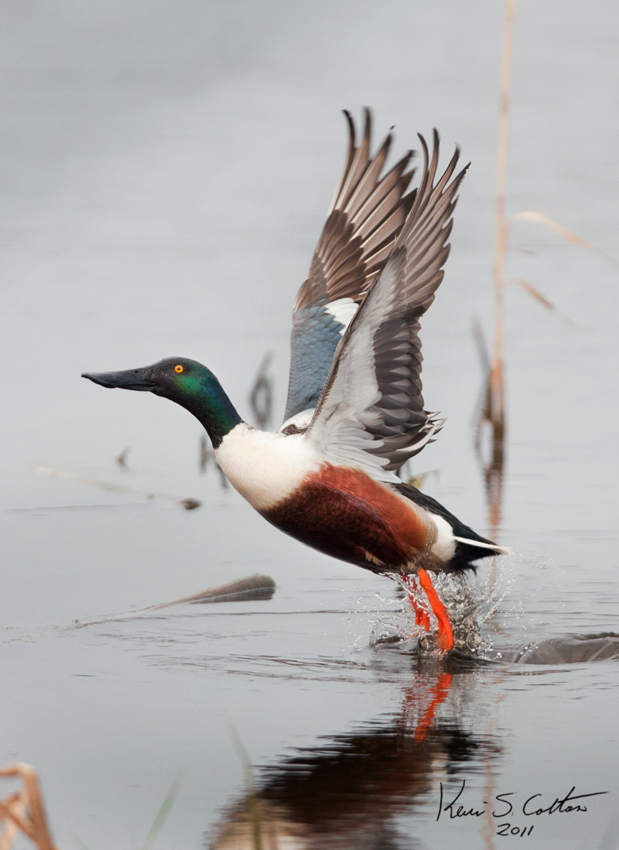 Northern Shovler Drake