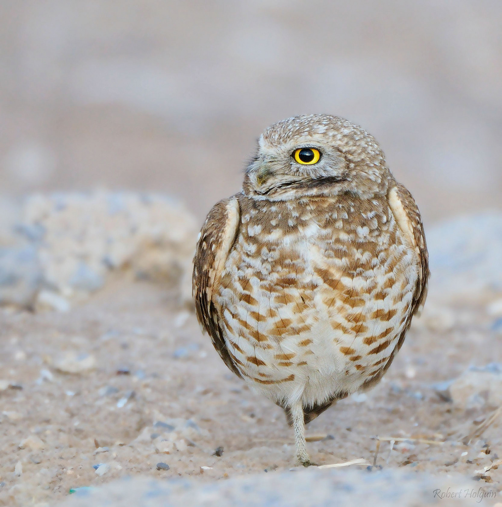 Burrowing Owl