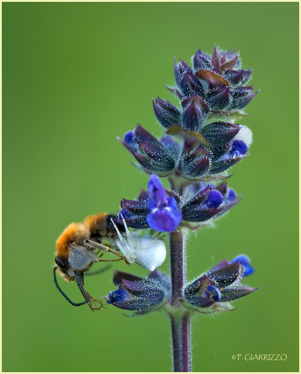 Crab spider