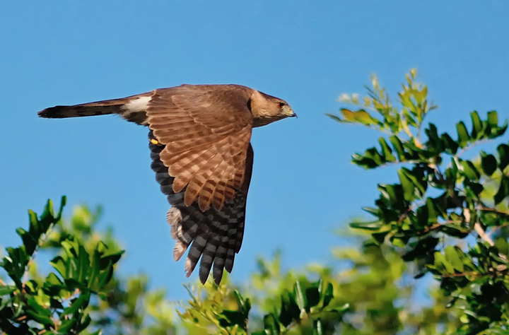 Coopers Hawk
