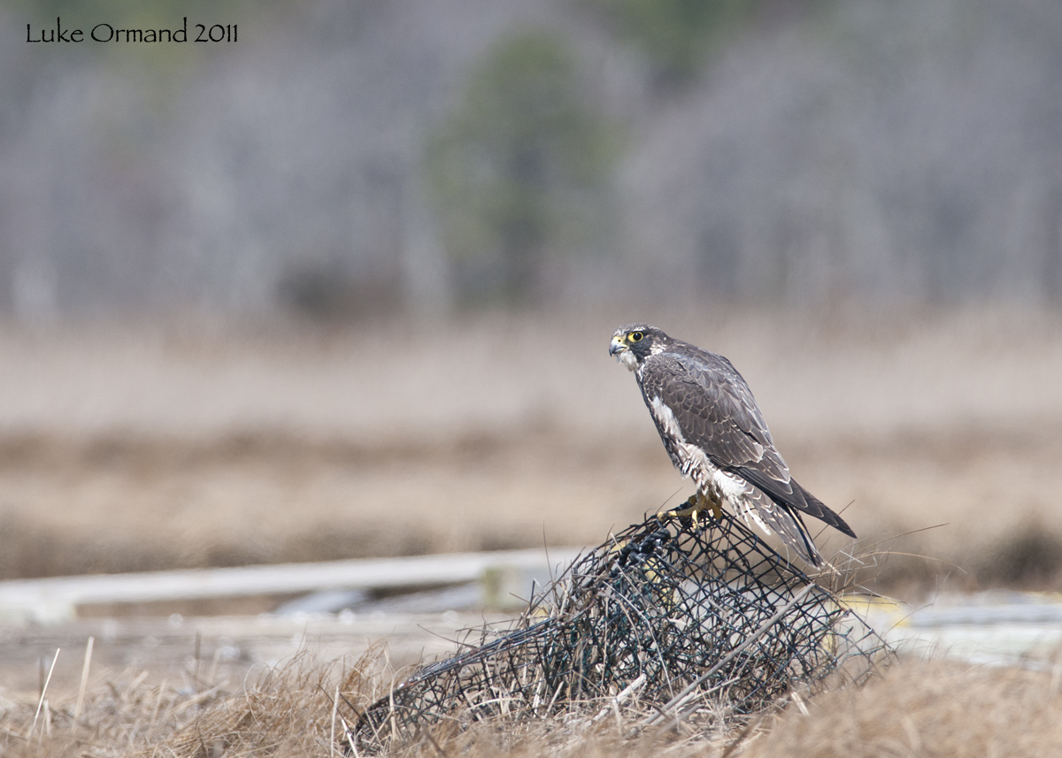Peregrine