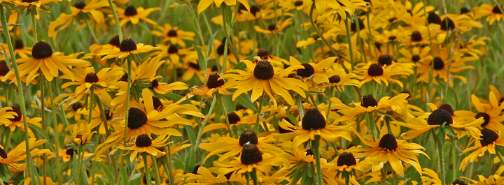 Black eyed susans