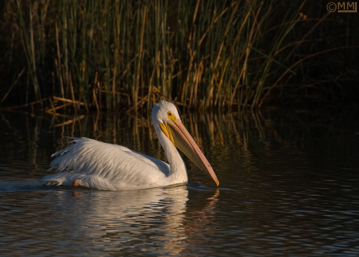 American White Pelican