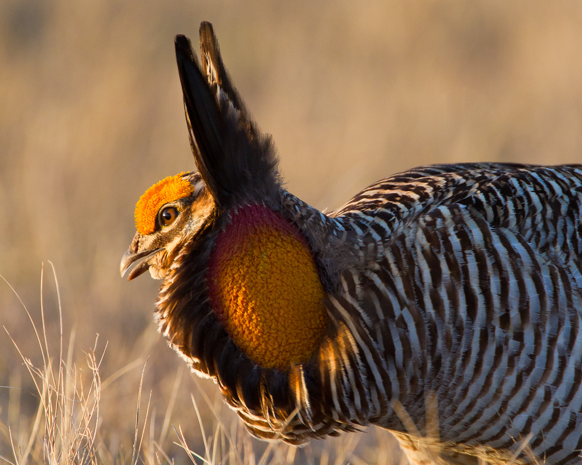 Prairie Chicken 2