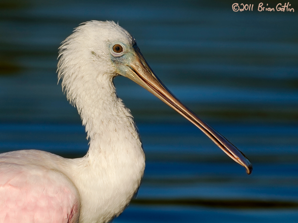 Spoonbill Portrait