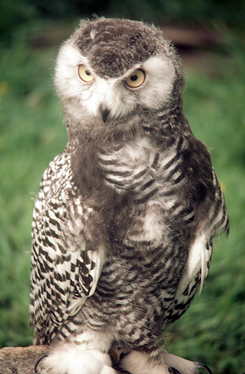 Juvenile Snowy Owl