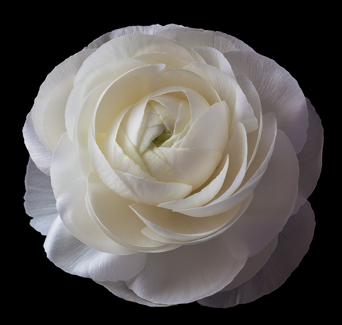 Ranunculus 2011