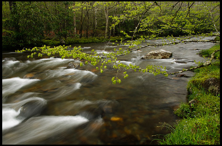 Spring, Bradley Fork