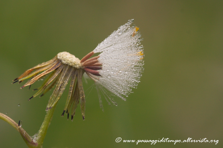 Taraxacum Officinale
