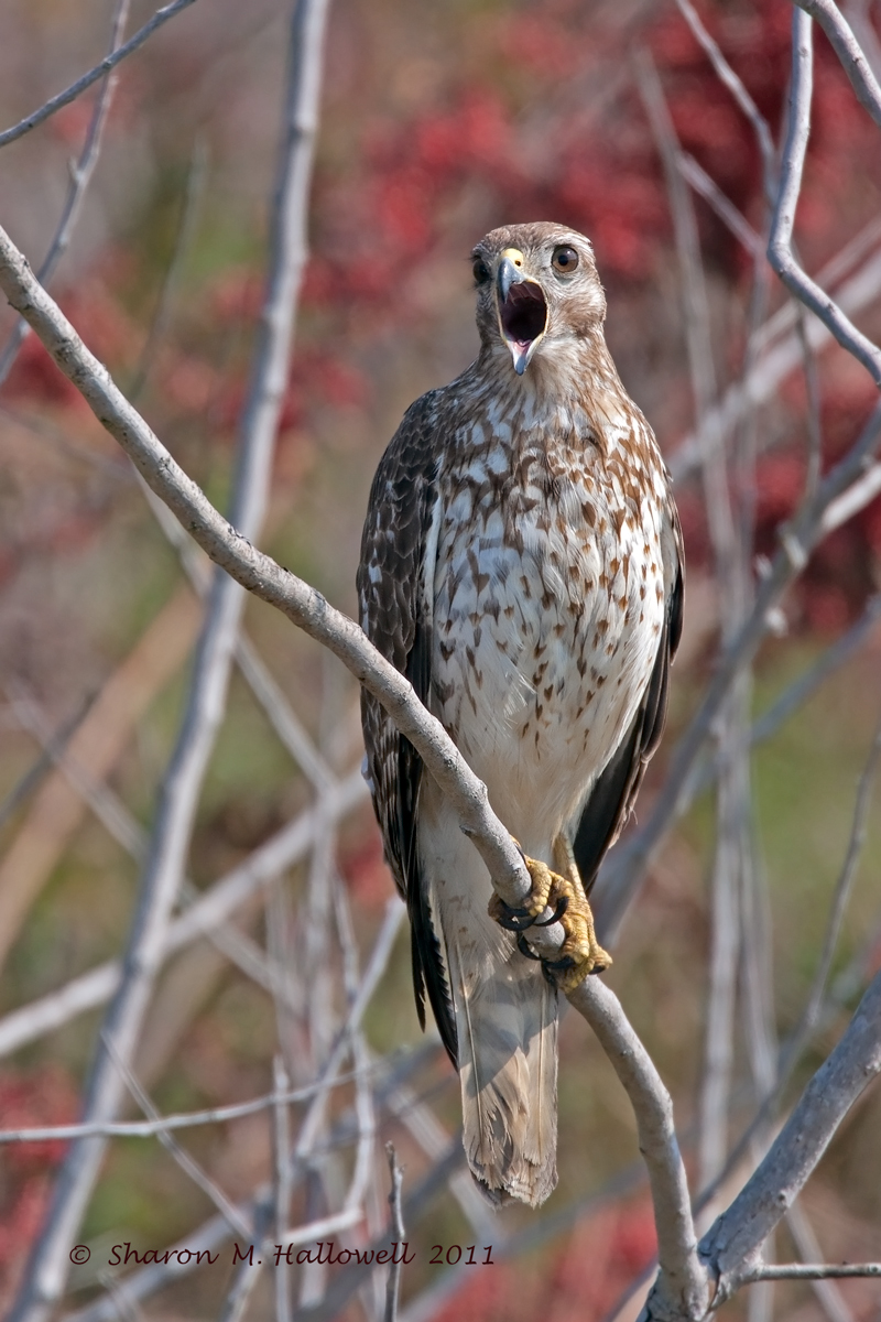 Yawn...juv RS Hawk