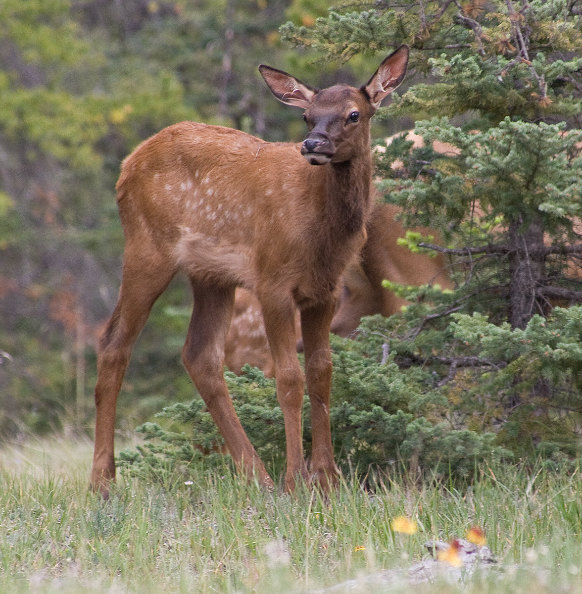 Young Elk