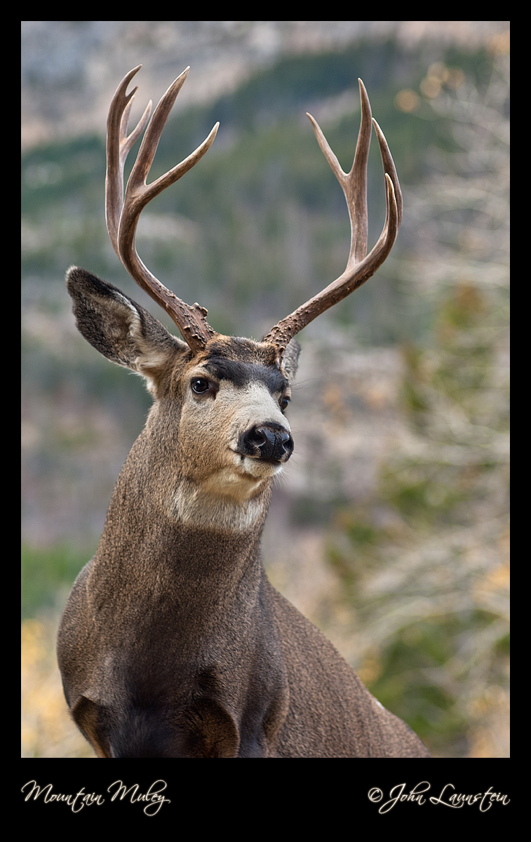 Mountain Muley