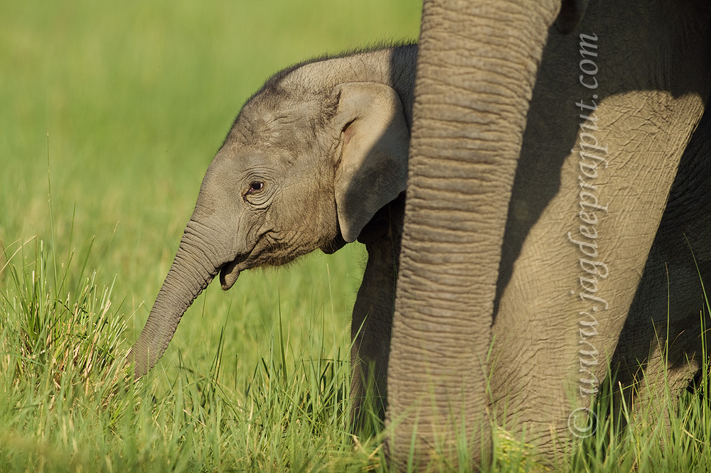 (W-repost) Elephant calf