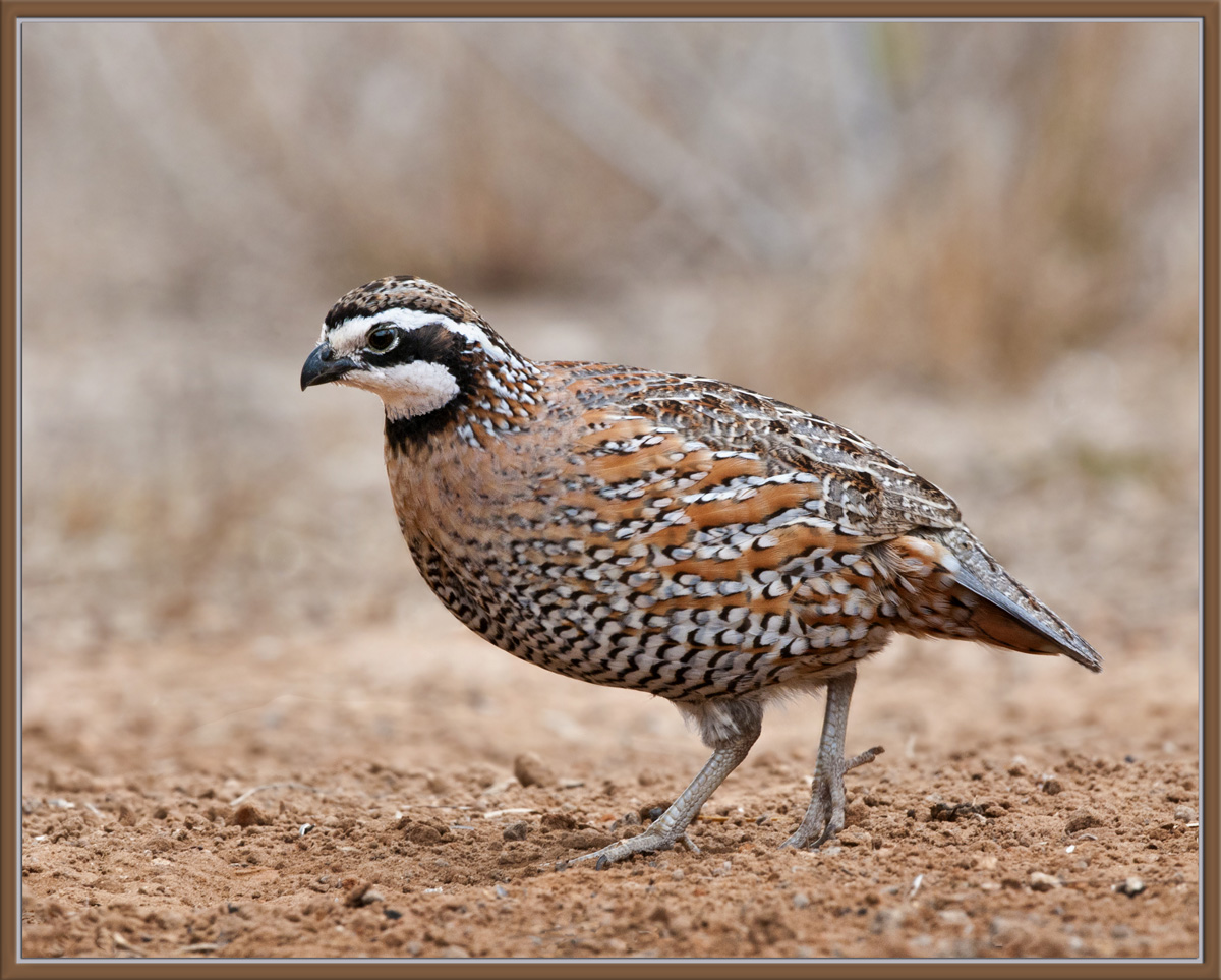 Northern BobWhite