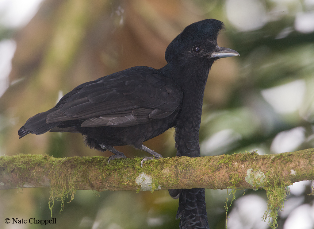 Umbrellabird, Long-wattl