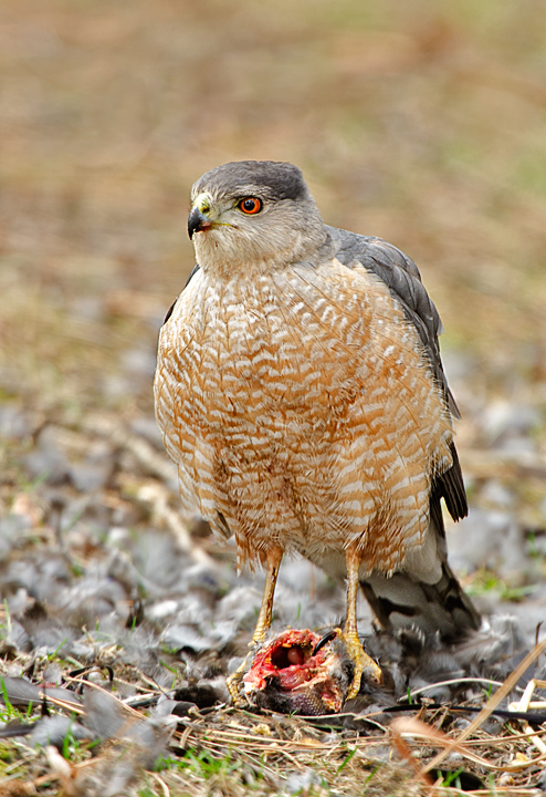 Cooper's Hawk