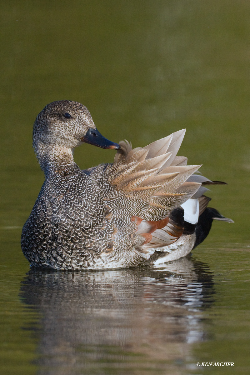 Gadwall Drake