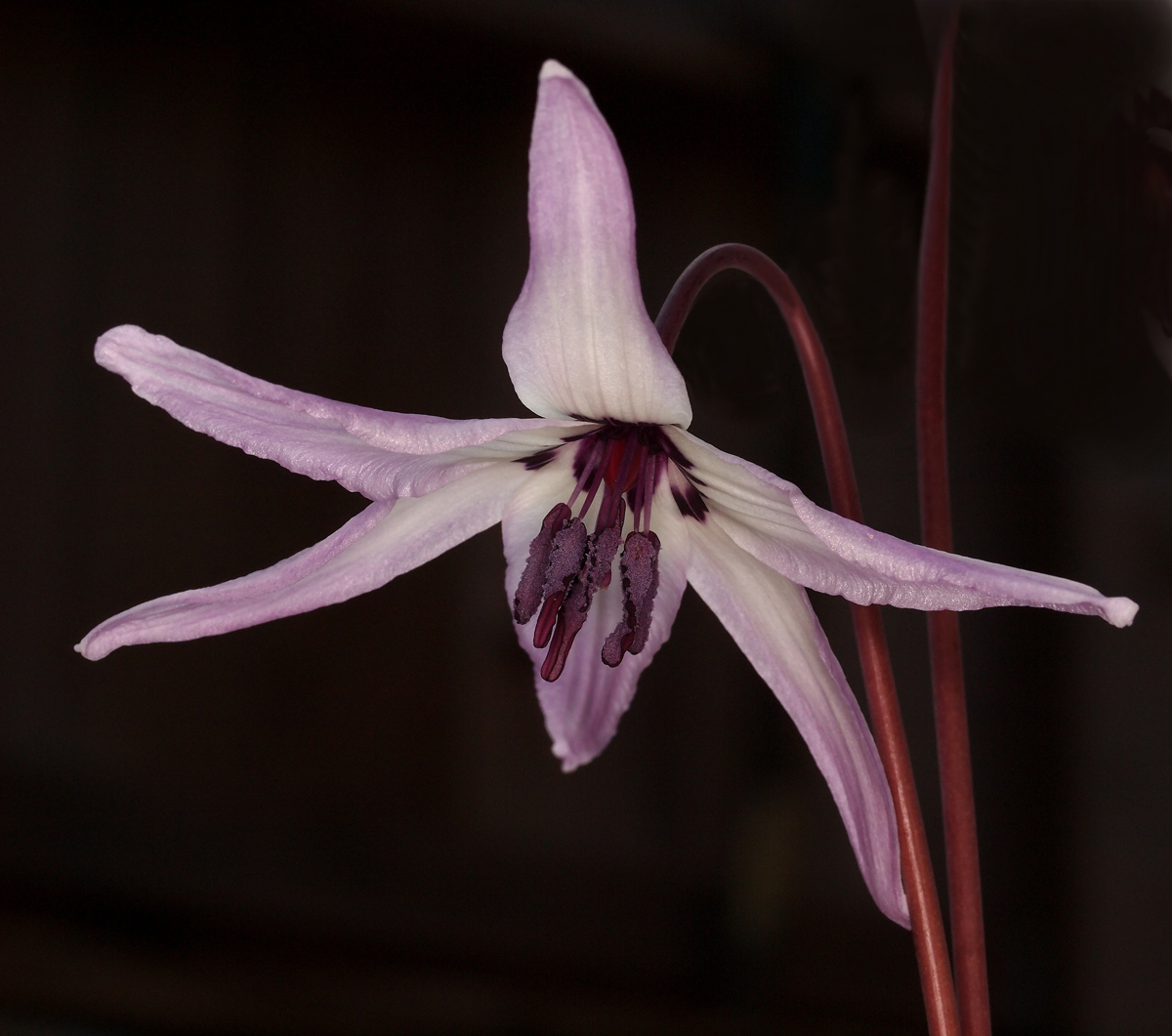 Threatened plant bloom