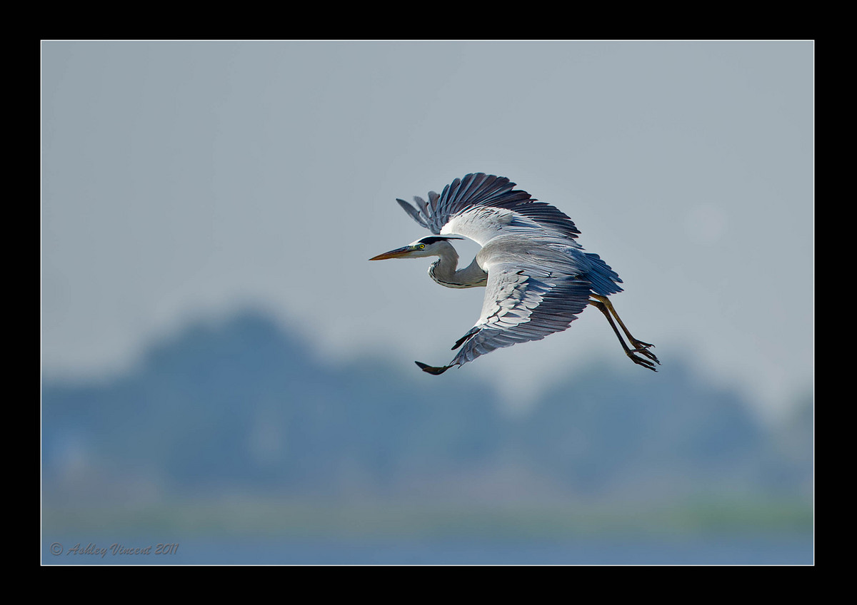 Grey Heron - Reworked