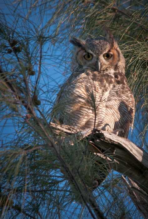 Long Eared Owl