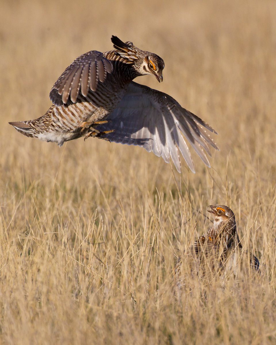 Prairie Chickens 3