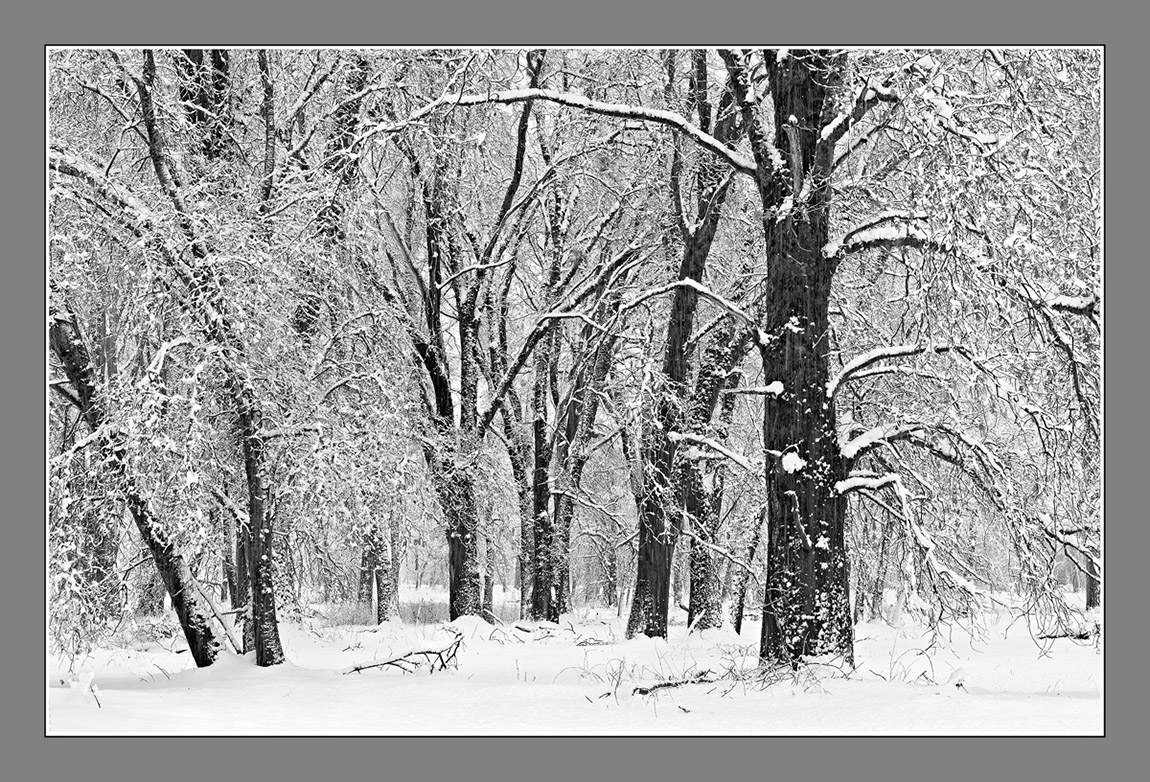 Winter's Gifts