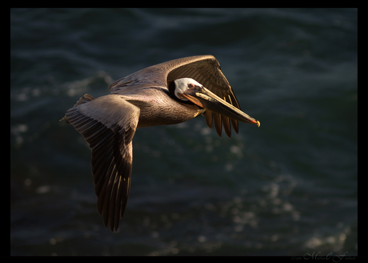 Brown Pelican