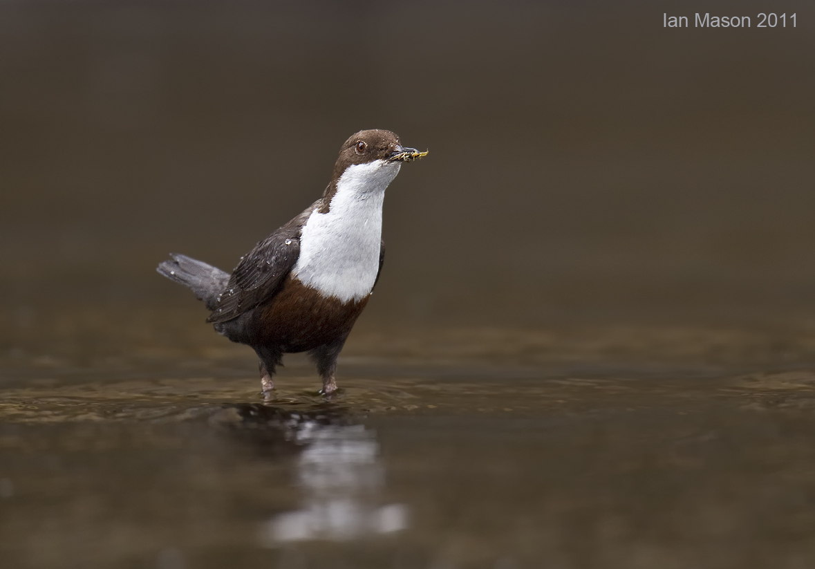 Dipper
